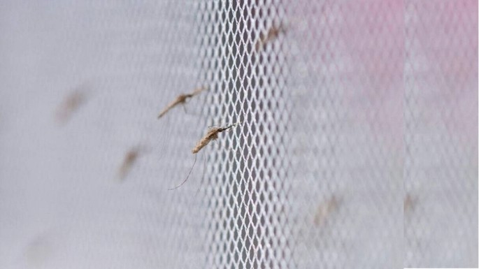 New mosquito net cuts malaria infections by half, helps fight insecticide resistance