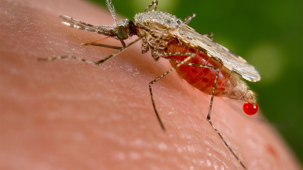 Nigeria and the battle against Malaria: the way Forward