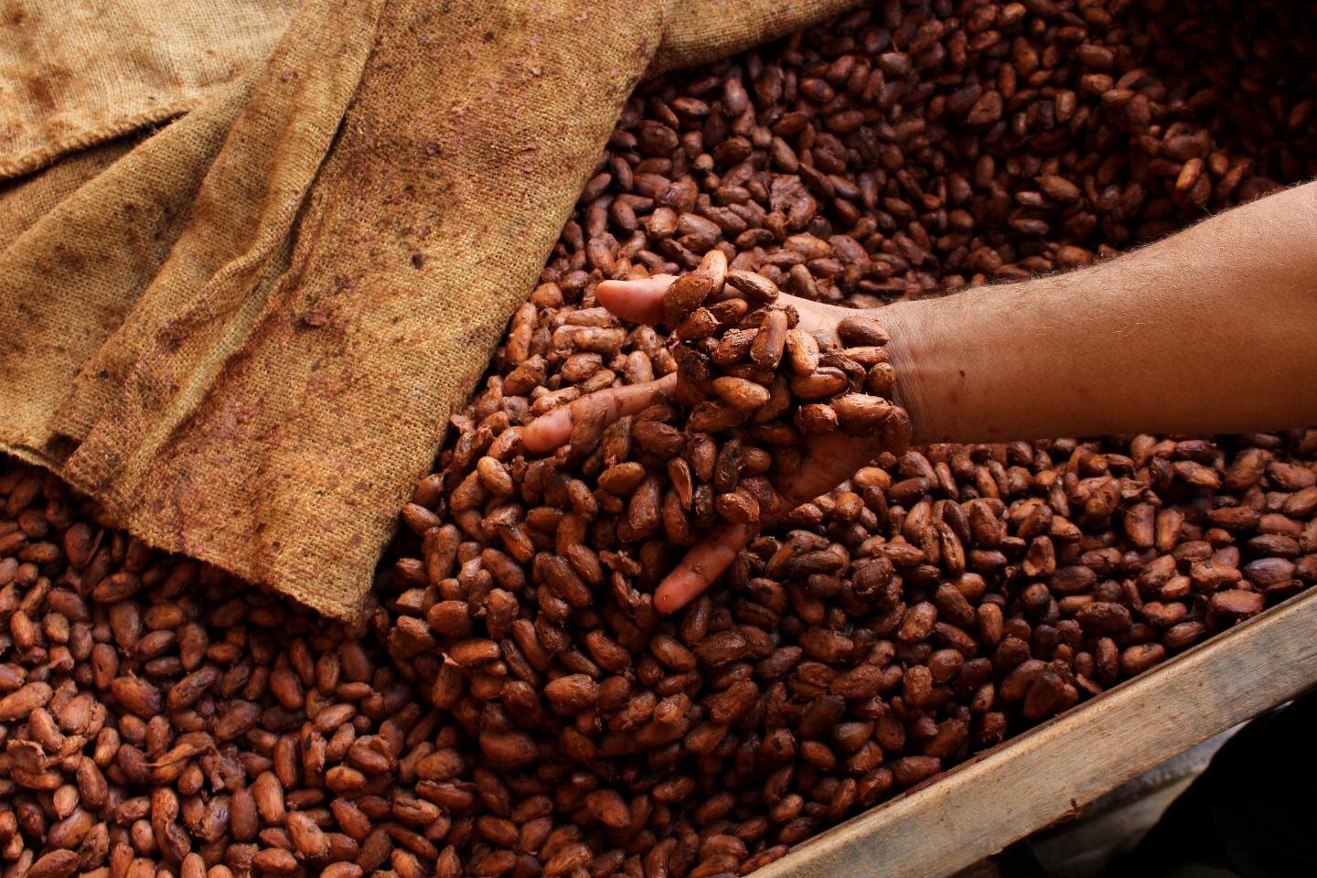 EU lawmakers call for pact on cocoa prices with Ivory Coast and Ghana