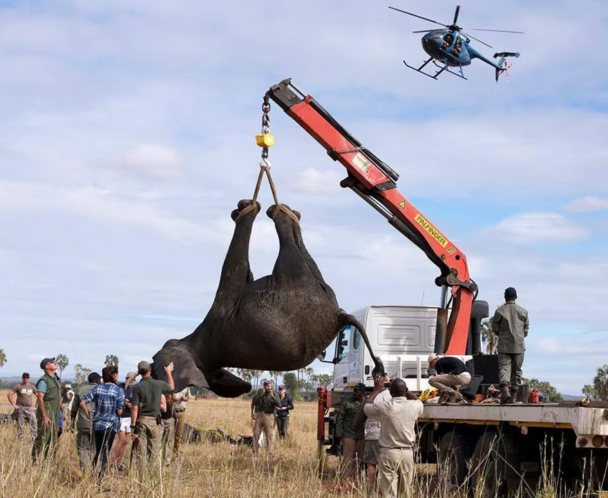 Malawi to Transfer 250 Elephants Between National Parks