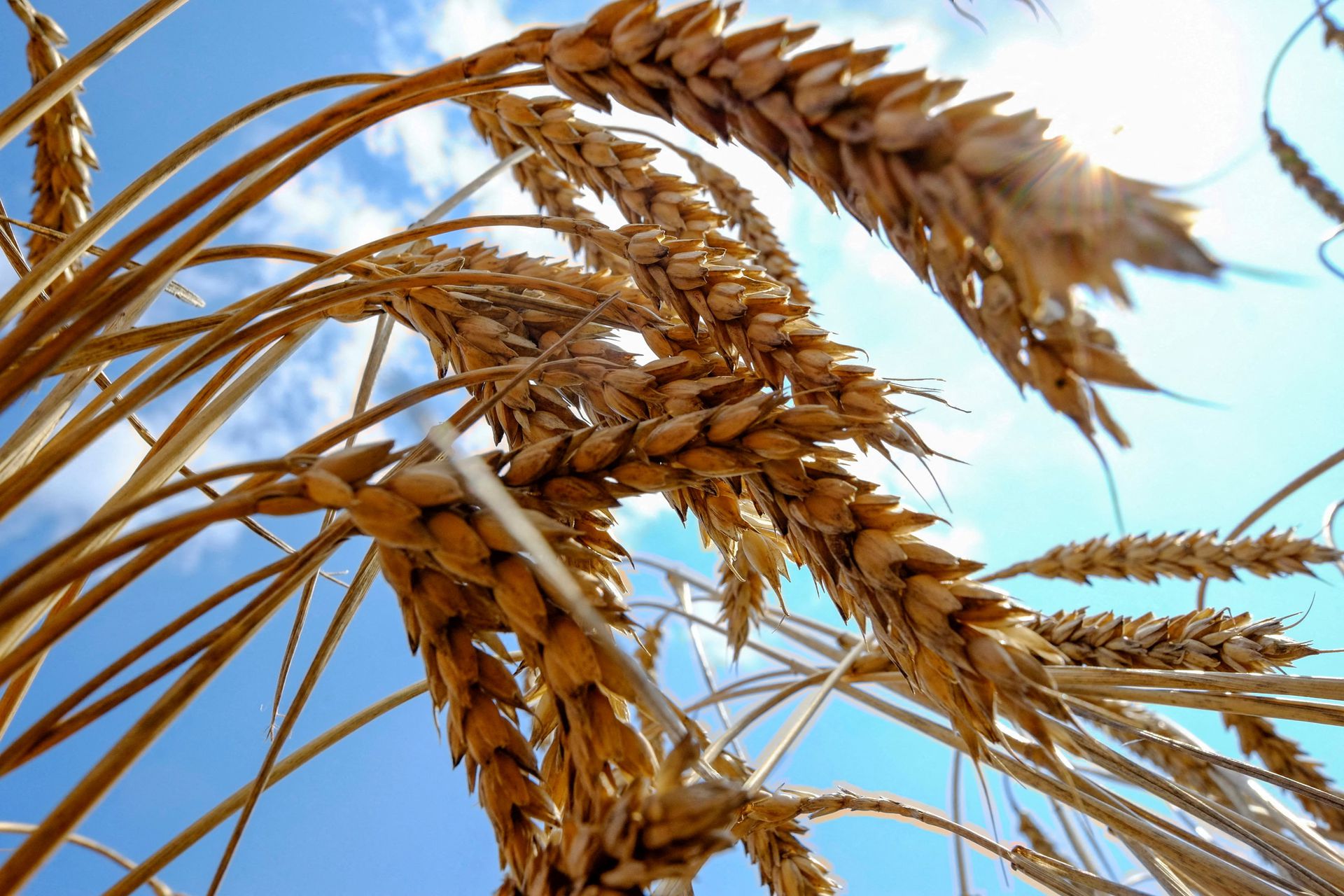 World Bank Approves $130m Loan To Tunisia For Wheat And Barley Imports