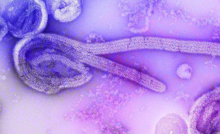Marburg Disease Outbreak Reported in Ghana