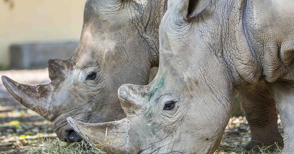 White Rhinos return to Mozambique park after 40 years