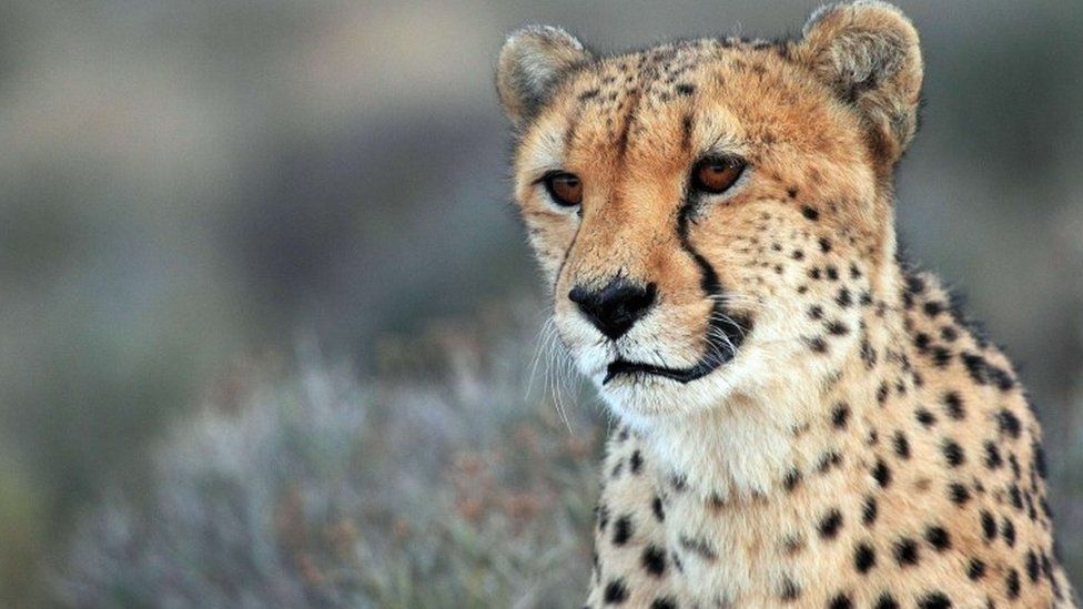 Namibia, India signs deal to return Cheetahs to India After 70 Years