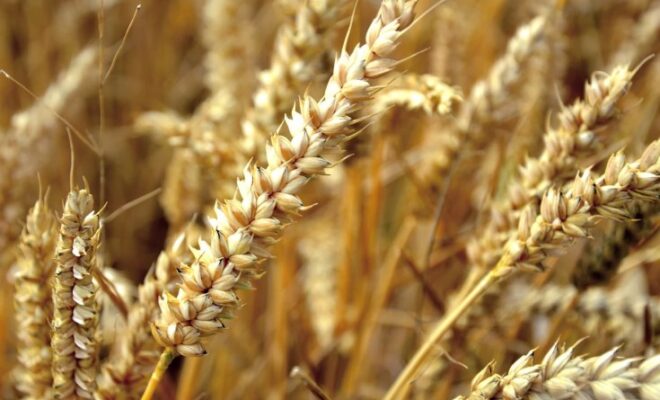 Cameroon to Increase Investment on Wheat Production