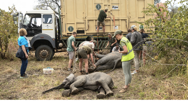 Drought: Zimbabwe Moves 2,500 Wild Animals to Conservancies
