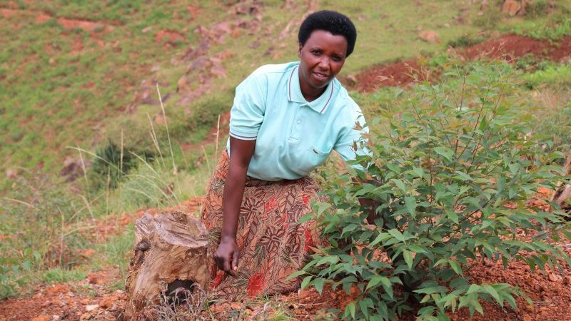 Rwanda: Singer Bwiza, Embarks on Tree Planting Campaigns