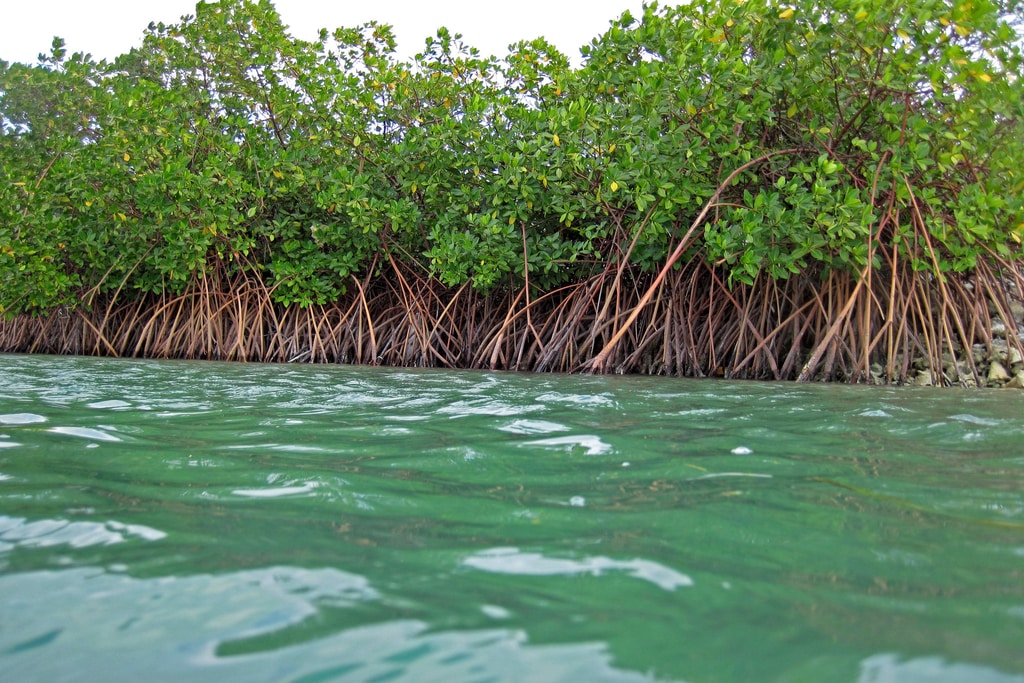 Tanzania Launches one-million tree to restore mangrove forests