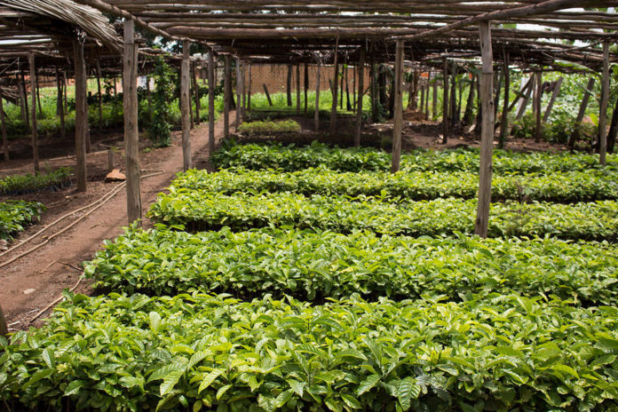 Ugandan Govt Approves Shs30b for Coffee, Tea Farmers