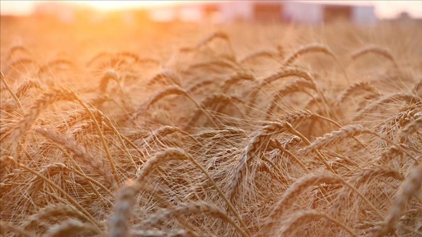 Ukraine Provides Ethiopia, Somalia 50,000 Free Wheat