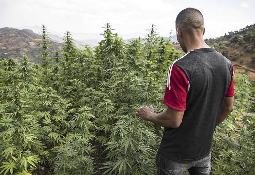 Morocco Grants First Cannabis Production Permits
