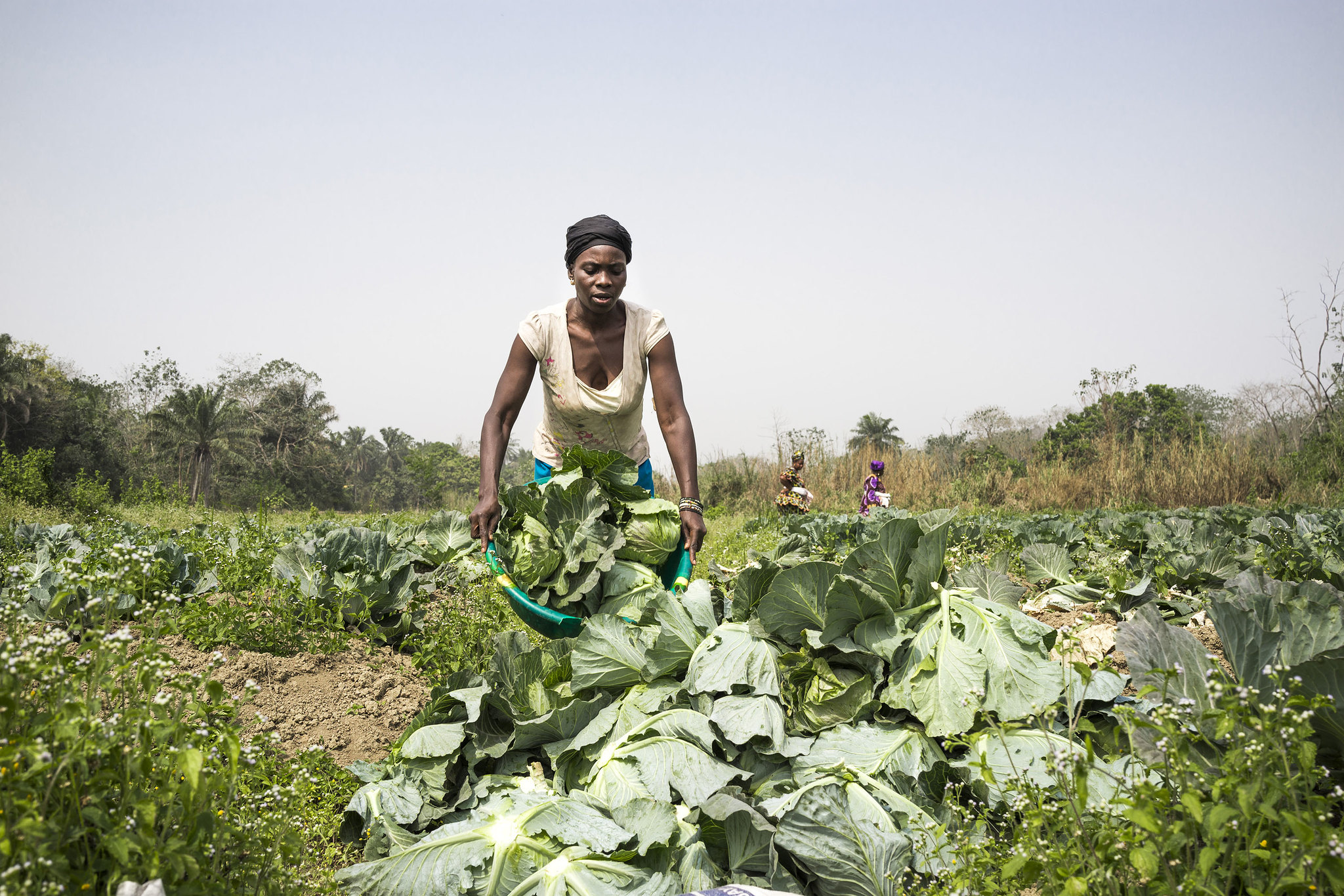 Africa: ECA Calls For Modernized Agricultural Production And Statistics To Boost Food Security