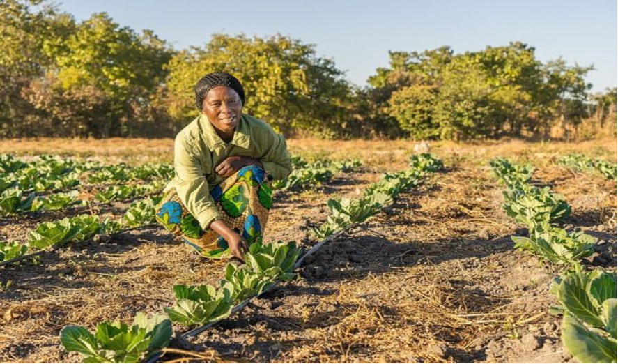 The Zambian Youth Agricultural Transformation