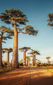 HOW AFRICA IS MANAGING DEFORESTATION, GULLY EROSIONS, AND DESERT ENCROACHMENT