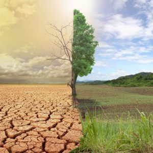 Mitigating Effects of climate change to improve food security in Africa