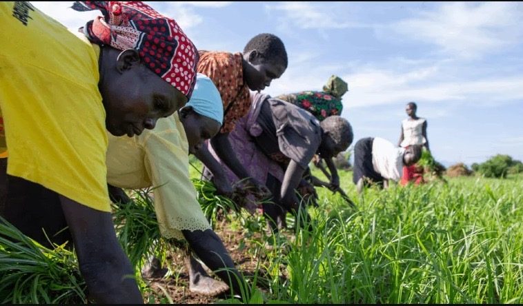Tackling Food Insecurity In South Sudan; The Agritech Factor