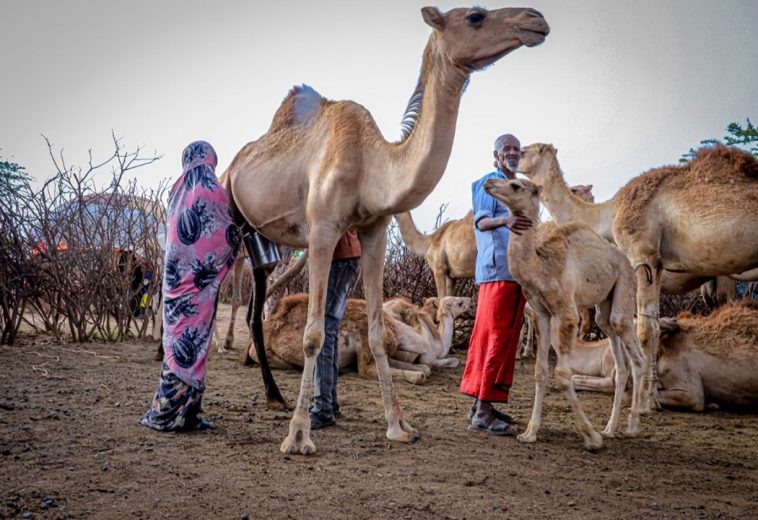Inside Somalia’s Camel Milk Industry: What Comes Next?