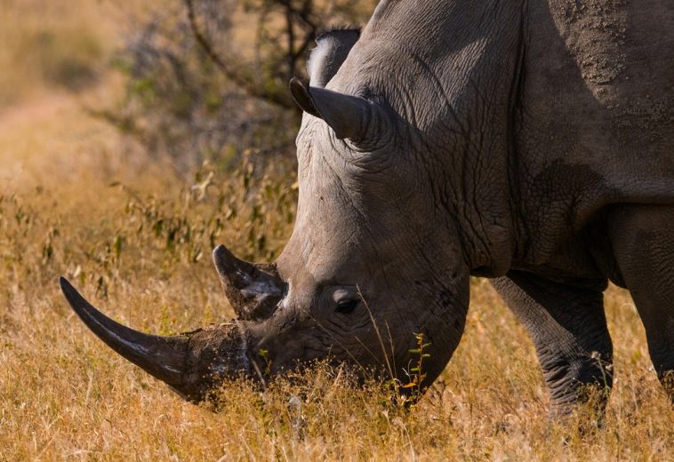 Why Africa Must Tackle Wildlife Poaching