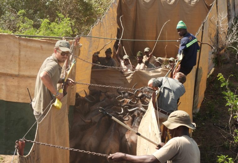 The Rebirth of Banhine: Inside Mozambique’s Bold Wildlife Restoration Mission