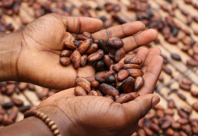 Ghana’s Cocoa Industry Expansion Following US Tariff Removal