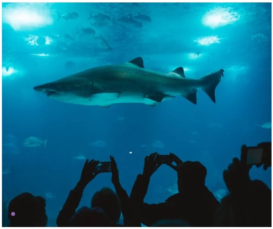 ICCAT Adopts New Protections for Endangered Sharks, but Finning Ban Reform Stalls Again