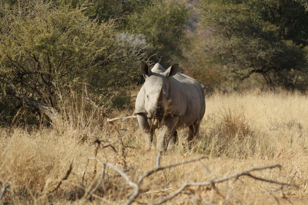 Rhino Rewilding in Africa: Bringing Southern White Rhinos Back to Safe Habitats