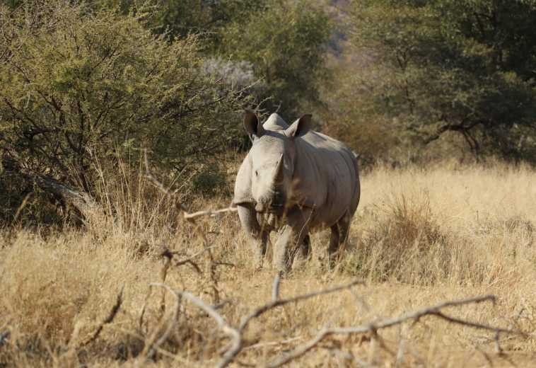 Rhino Rewilding in Africa: Bringing Southern White Rhinos Back to Safe Habitats