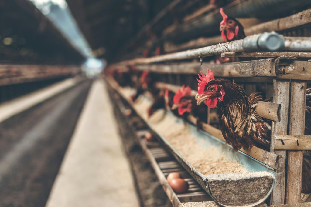 Gabon Poultry Import Ban 2027 Aims for Food Sovereignty