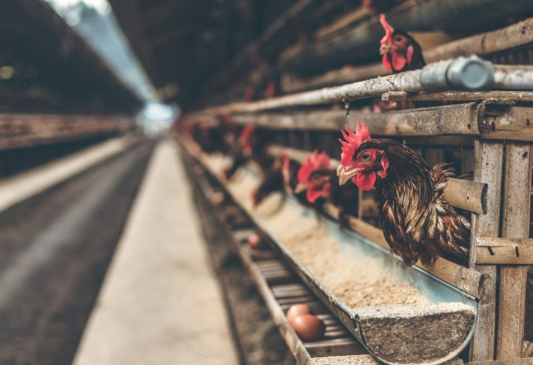 Gabon Poultry Import Ban 2027 Aims for Food Sovereignty