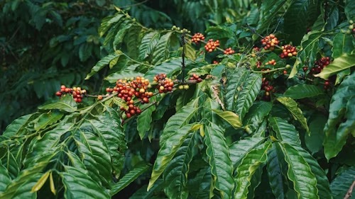 Kenya’s Coffee and Agritech Innovators Draw Growing Global Attention: Why Investors Are Increasingly Backing Kenya’s Expanding Startup Ecosystem