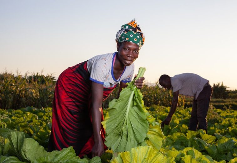 African Women Entrepreneurs Expand Opportunities Through Clean Energy and Agribusiness How Targeted Investments Are Supporting Sustainable and Inclusive Enterprise Growth