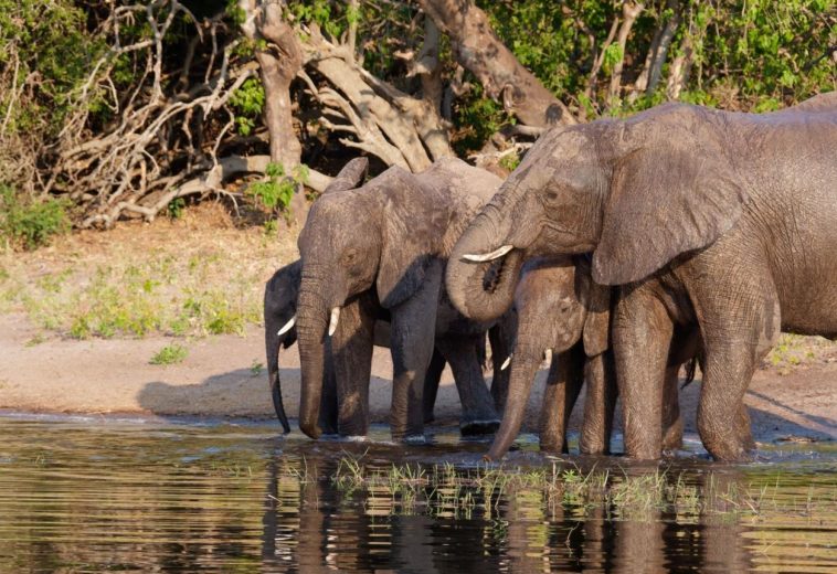 Botswana’s Tourism Revival: Driving Jobs and Growth Through Eco-Tourism