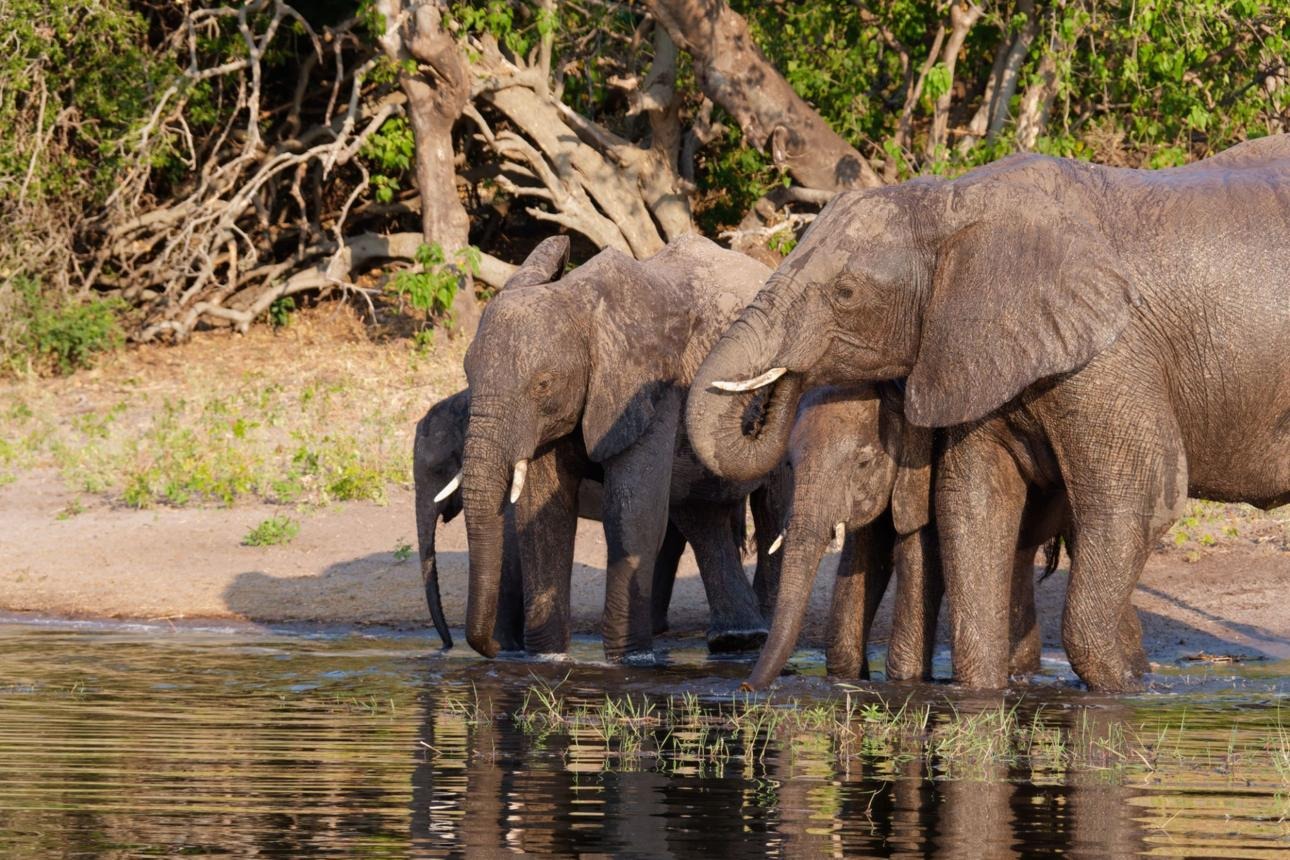 Botswana’s Tourism Revival: Driving Jobs and Growth Through Eco-Tourism