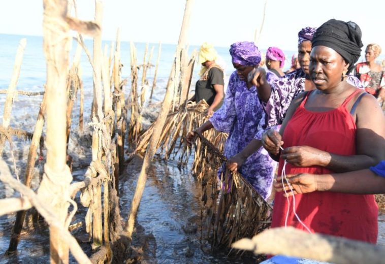 The Blue Economy Shift: How Senegalese Women Are Reshaping Marine Prosperity