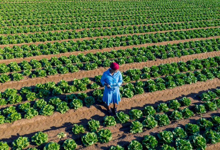 Rooted in Resilience: Kenyan Women Leading Climate Action and Economic Growth