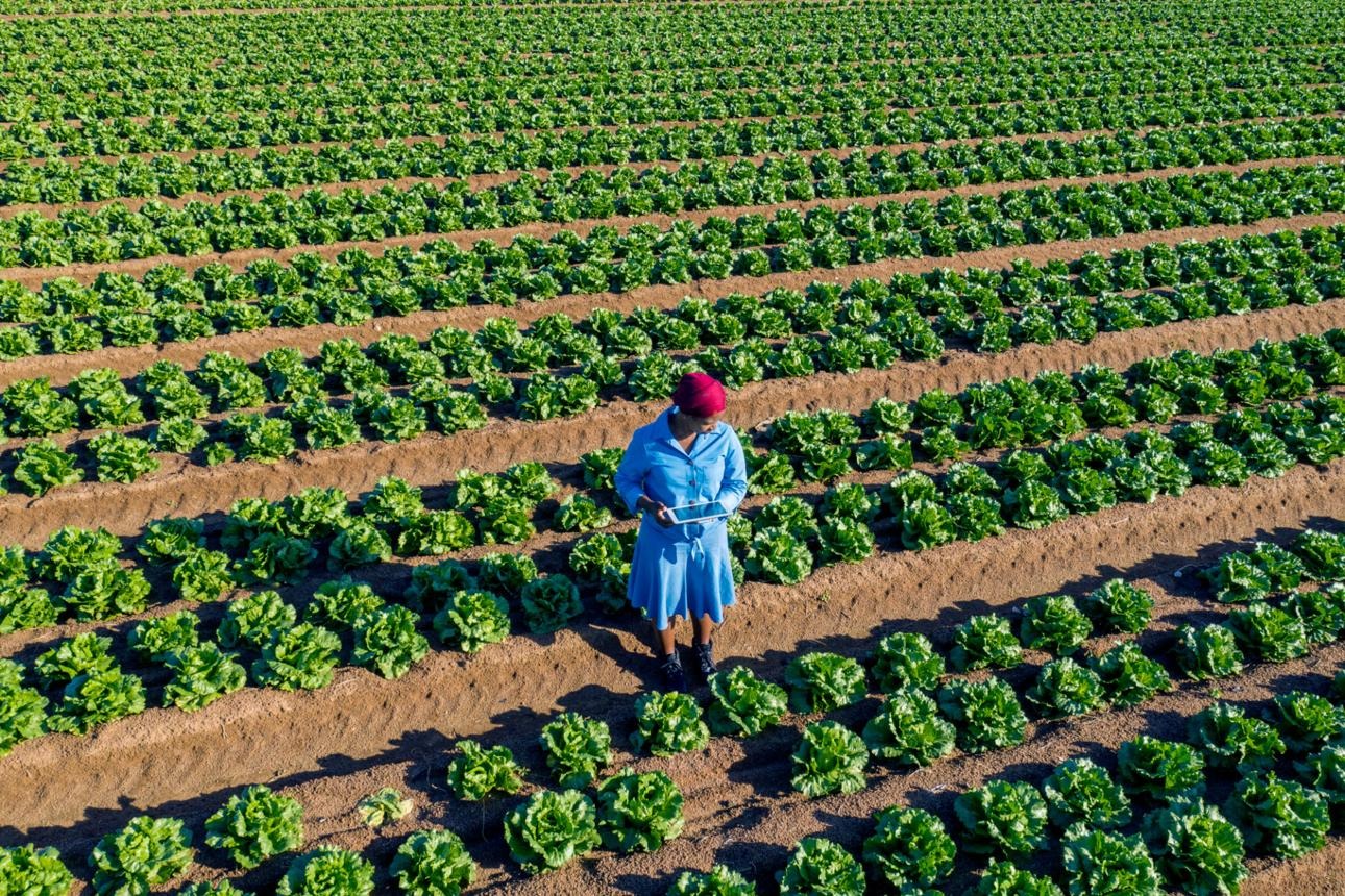 Rooted in Resilience: Kenyan Women Leading Climate Action and Economic Growth