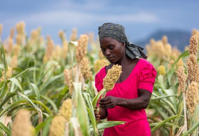 Climate, Crops and Change: Zimbabwe’s Blueprint for Agricultural Transformation