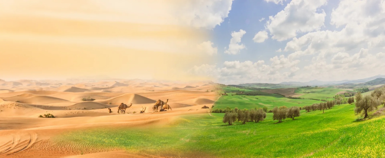 The Land Beneath Our Feet: Africa’s Fight Against Desertification and Drought