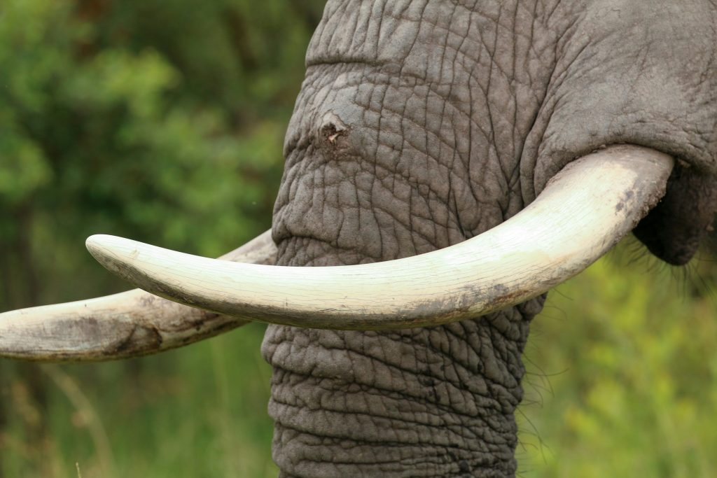 Africa’s Elephants: Why Legal Ivory Trade May Do More Harm Than Good