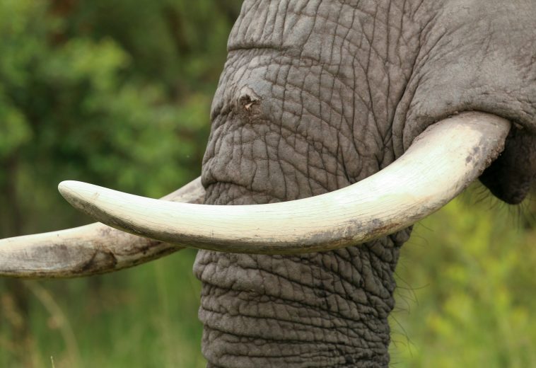 Africa’s Elephants: Why Legal Ivory Trade May Do More Harm Than Good
