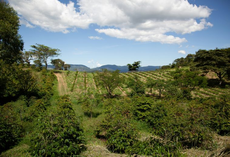 Restoring Land, Securing Futures: Africa’s Path to Climate Resilient Agriculture