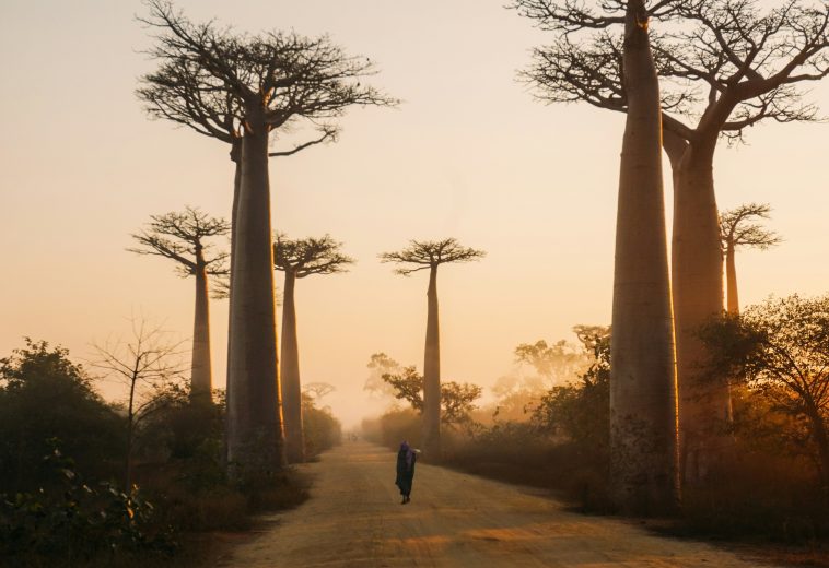 Nature as Capital: How Conservation Is Powering Africa’s Tourism Economy
