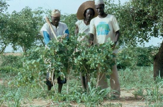 The Great Green Wall: Senegal and Niger’s Blueprint for Restoring the Sahel