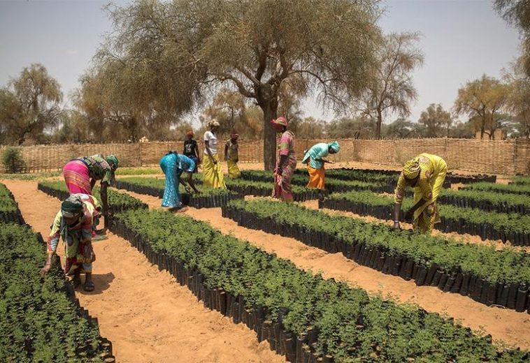 Climate Champions: African Women at the Heart of Climate Innovation
