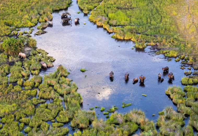 Wildlife and Wealth: Conservation Driving Sustainable Growth Across Africa