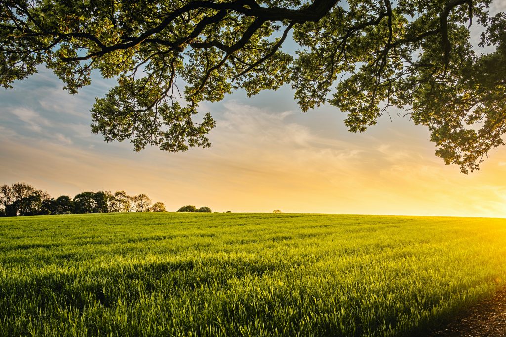 Africa’s Green Economy: turning Challenges into Opportunity