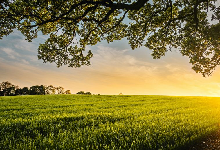 Africa’s Green Economy: turning Challenges into Opportunity