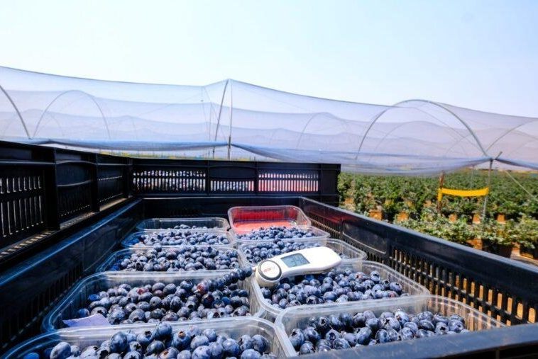 Zimbabwe’s Blueberry Boom: High-Value Agriculture Opening New Export Markets