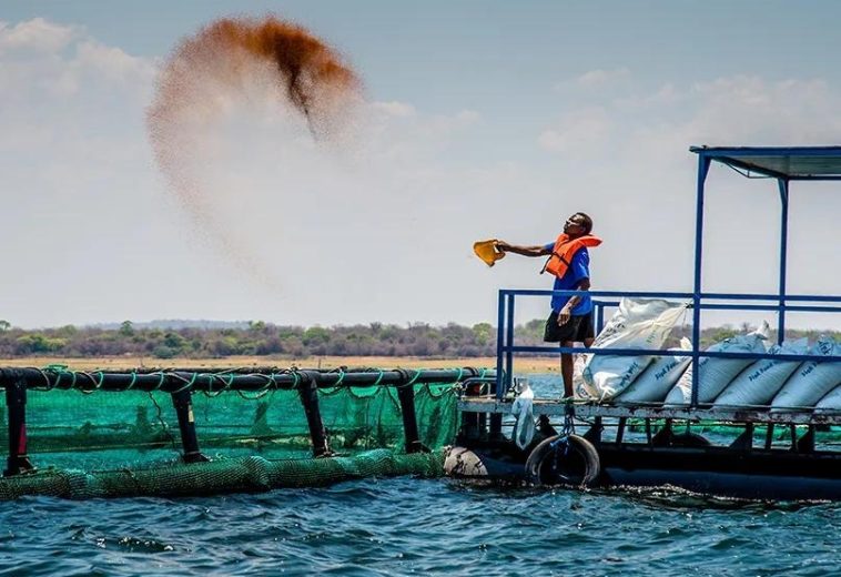Africa’s Blue Economy Takes Shape: Fisheries, Aquaculture and Marine Industries Create New Opportunities