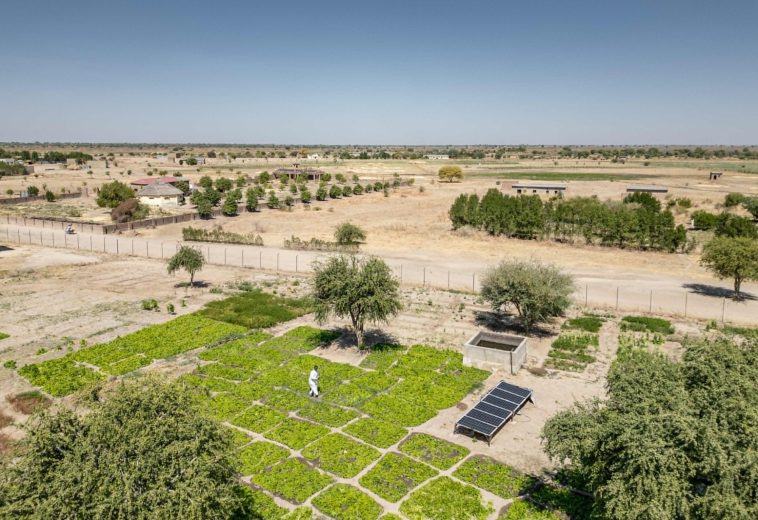 Turning Resilience into Growth: How Chad Is Rebuilding Its Food Systems